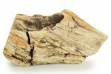 Triassic-Age Petrified Wood Log - Madagascar #379273-1